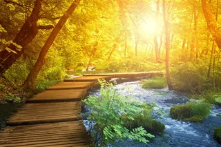 美丽的枫树林小路图