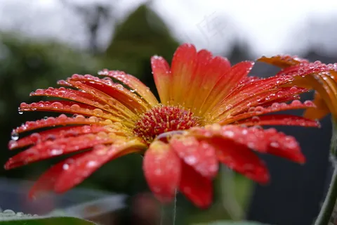 非洲菊图片 非洲菊图片