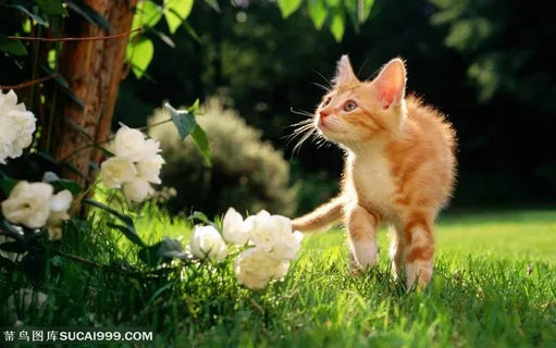 可爱猫咪-专注的黄色小花猫 可爱猫咪-专注的黄色小花猫