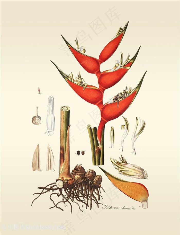 静叶精修高清植物图集绿色植被花卉插画