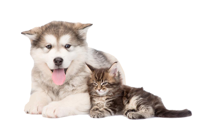 猫咪阿拉斯加