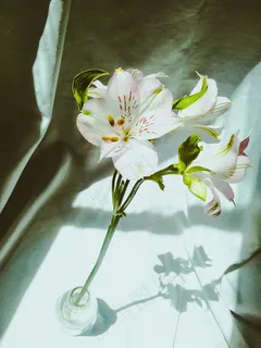 单支白百合花图片 单支白百合花图片