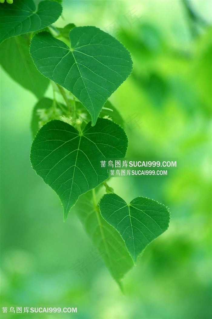 唯美绿叶高清摄影图片