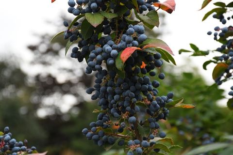 蓝色野生浆果图片