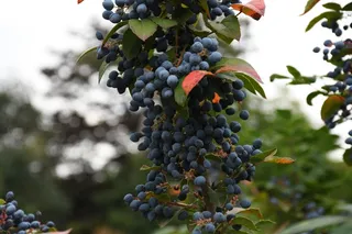 蓝色野生浆果图片