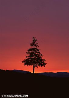 自然风景-太阳下山后的山坡上的松树