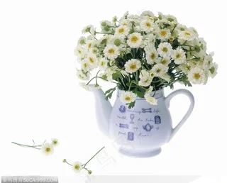 花饰小品-白色茶壶中的菊花