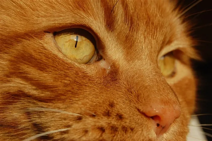 可爱的宠物猫摄影