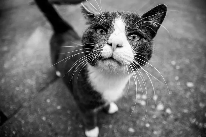 猫, 黑色的, 白色的, 动物, 猫科动物