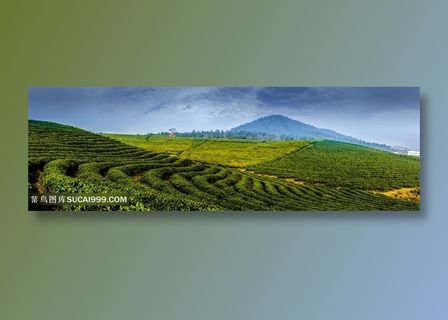 绿色的茶园茶叶田园