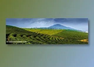 绿色的茶园茶叶田园