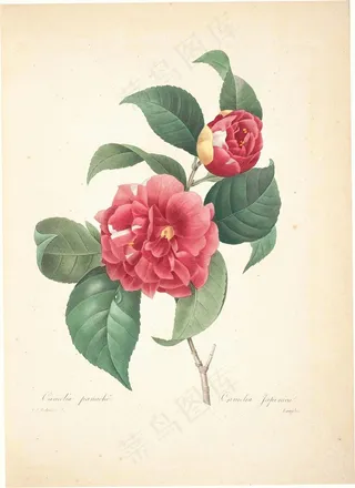 复古手绘茶花花卉图片手绘插画