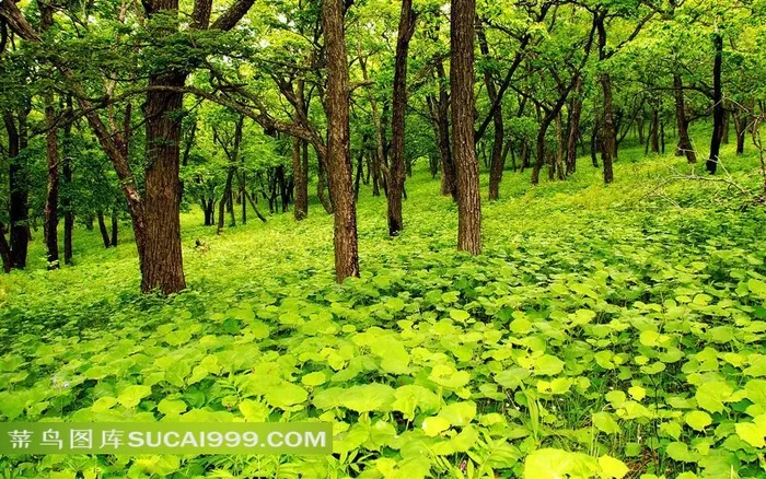树林下的生机小草风景图片