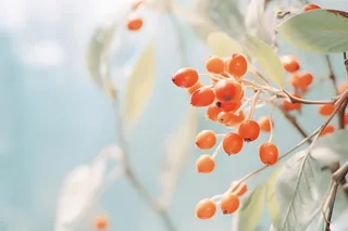 淡雅枝叶红果背景