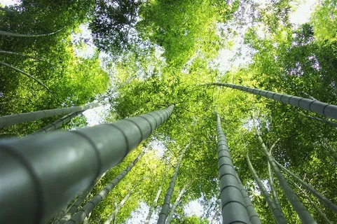 高清仰望竹林风景图片