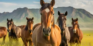 一群马在郁郁葱葱的绿色草原上的摄影图