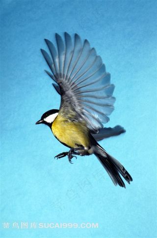 飞翔的鸟高清图