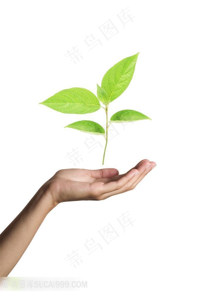 手捧树叶高清素材