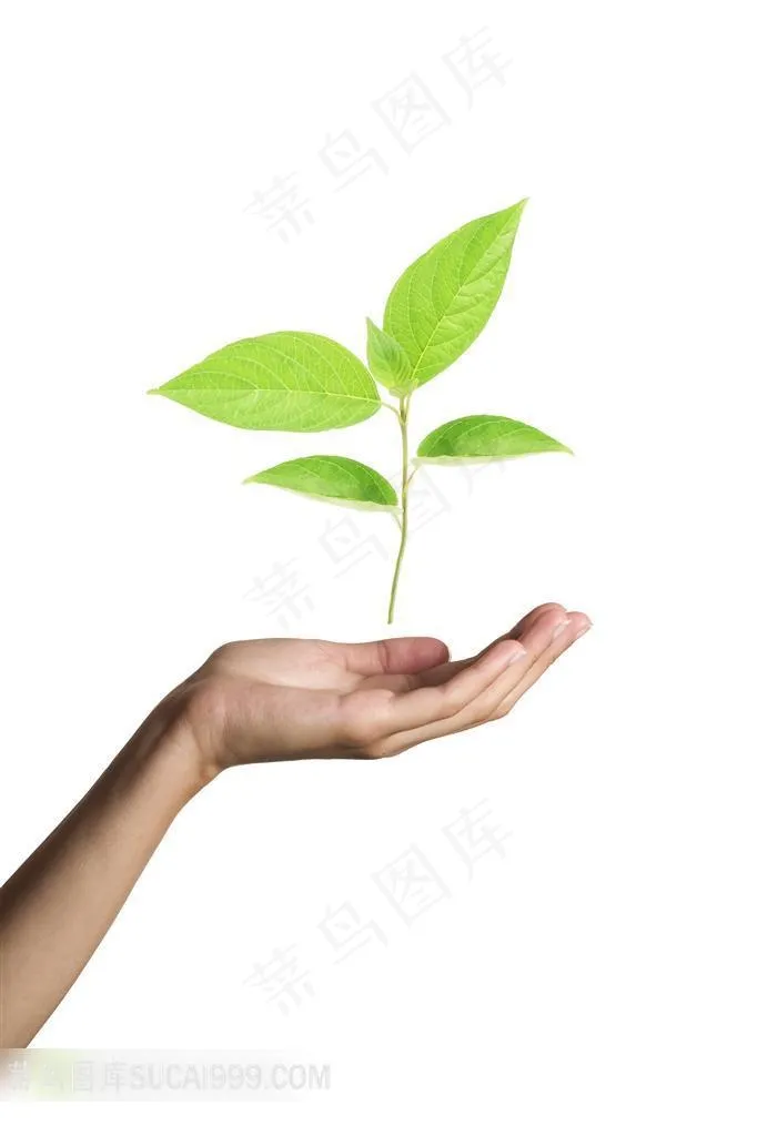 手捧树叶高清素材