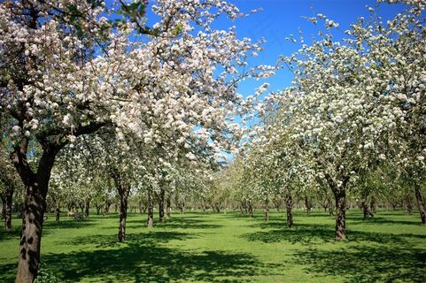 唯美的樱花树景色图片