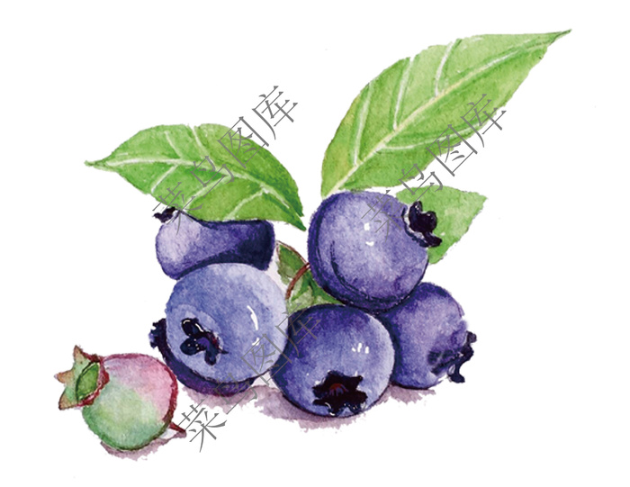 蓝莓抽象高清图