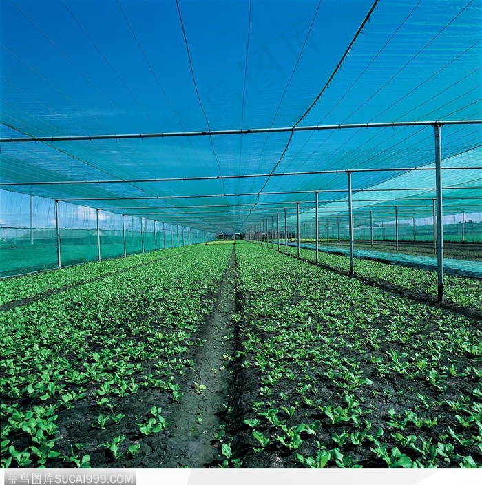 现代农业-大盆温室种植的蔬菜