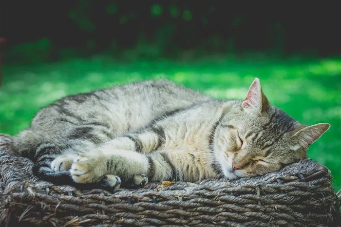 躺着睡觉的小猫摄影图片