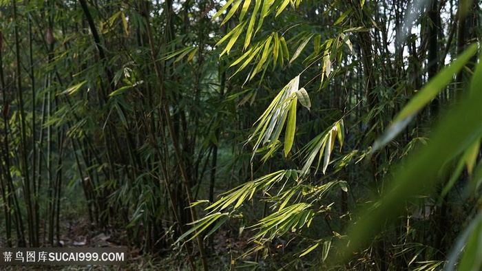 公园竹林竹叶
