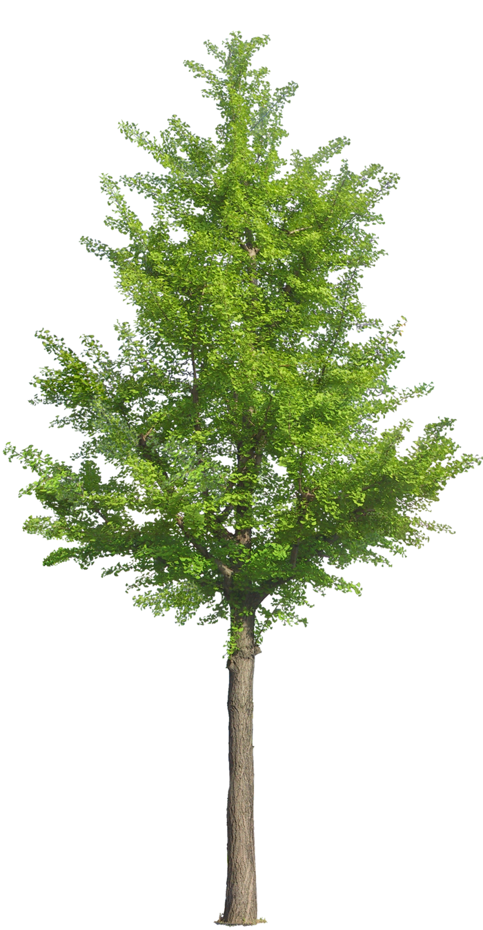 高清树木素材 免抠PSD植物素材 美术绘画园林贴图 树草灌木花草