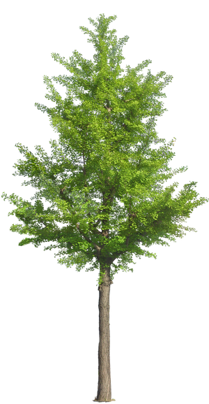 高清树木素材 免抠PSD植物素材 美术绘画园林贴图 树草灌木花草