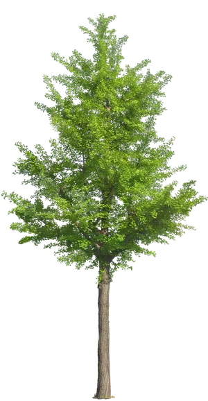 高清树木素材 免抠PSD植物素材 美术绘画园林贴图 树草灌木花草 高清树木素材 免抠PSD植物素材 美术绘画园林贴图 树草灌木花草