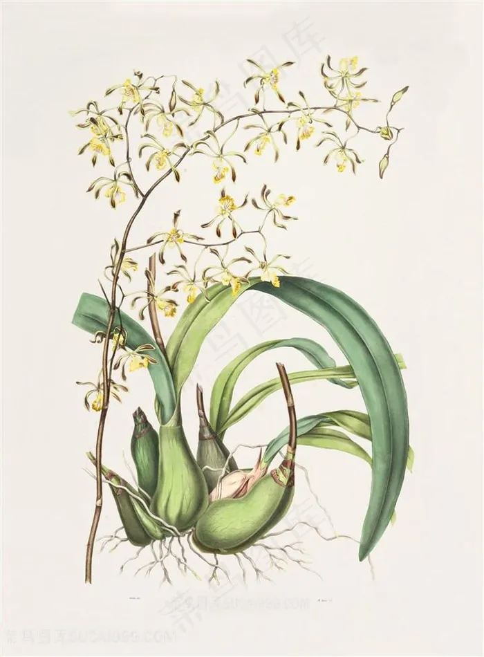 高清兰花手绘插画