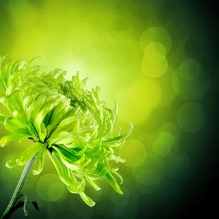 美丽的花朵景色大图