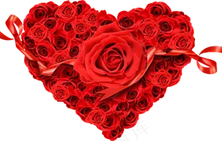 玫瑰 红色 红玫瑰 玫瑰花 花朵 鲜花特写 免抠 花束