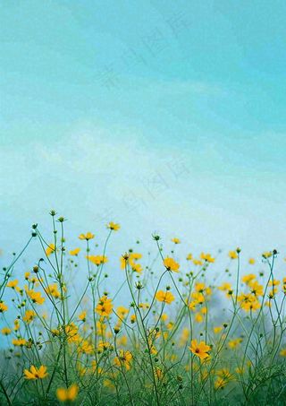 春天黄色的小花，春风，春分，油菜花