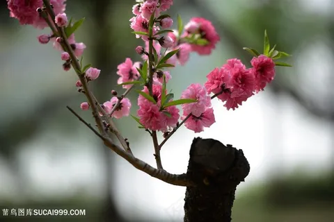 高清盛开的桃花图片 高清盛开的桃花图片