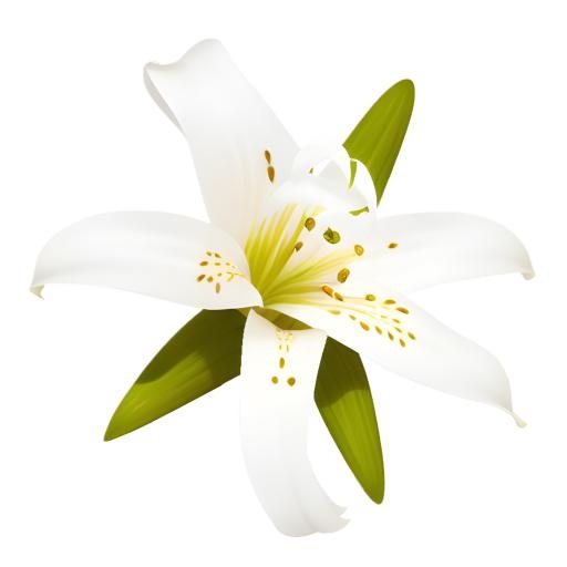 百合花免抠(2048x2048)