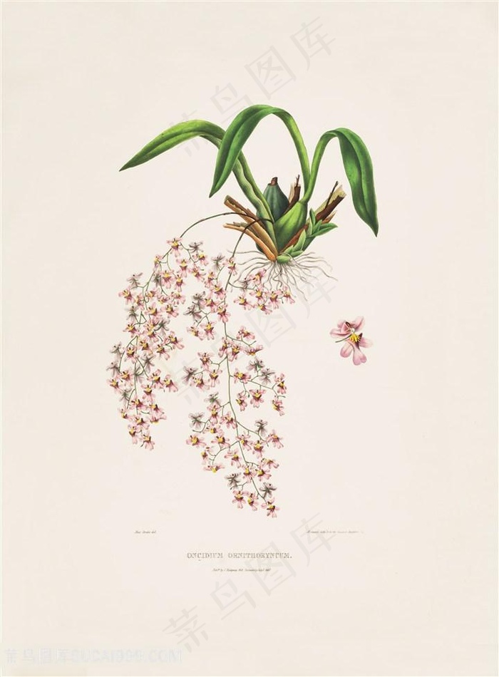 手绘高清兰花复古插画