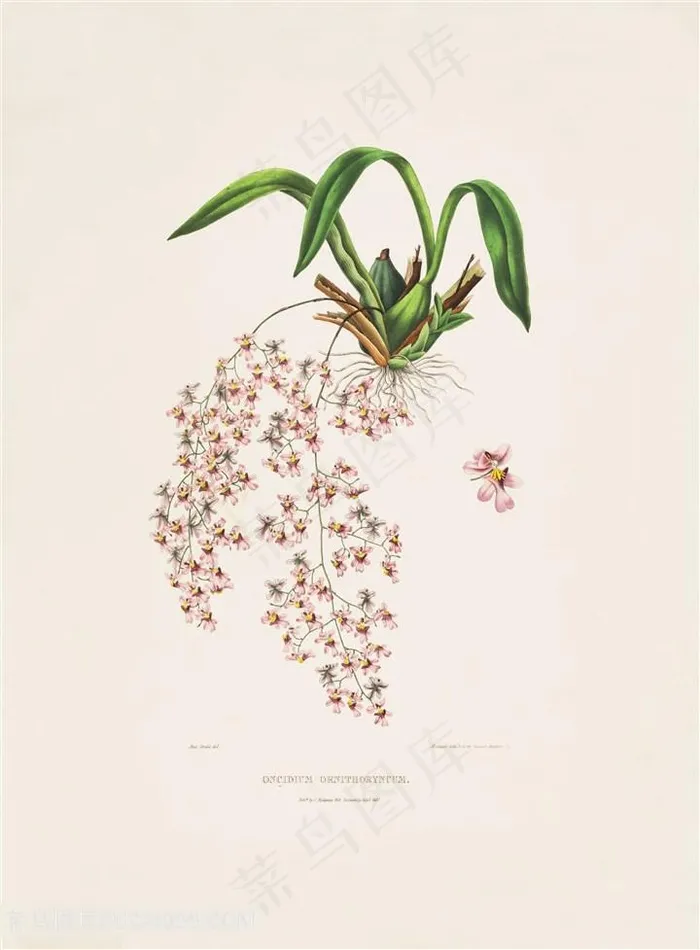 手绘高清兰花复古插画