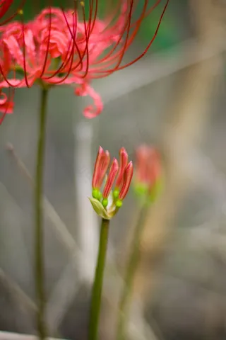唯美彼岸花图片下载
