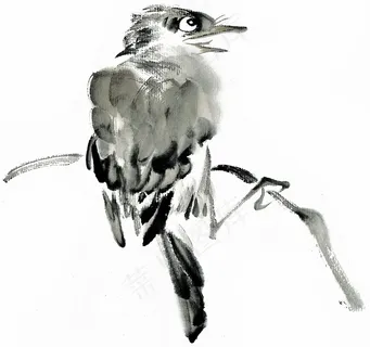 画鸟绘画图片素材