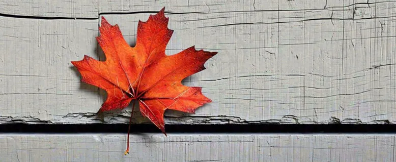 秋天红色秋叶简约特写，立秋秋分摄影图