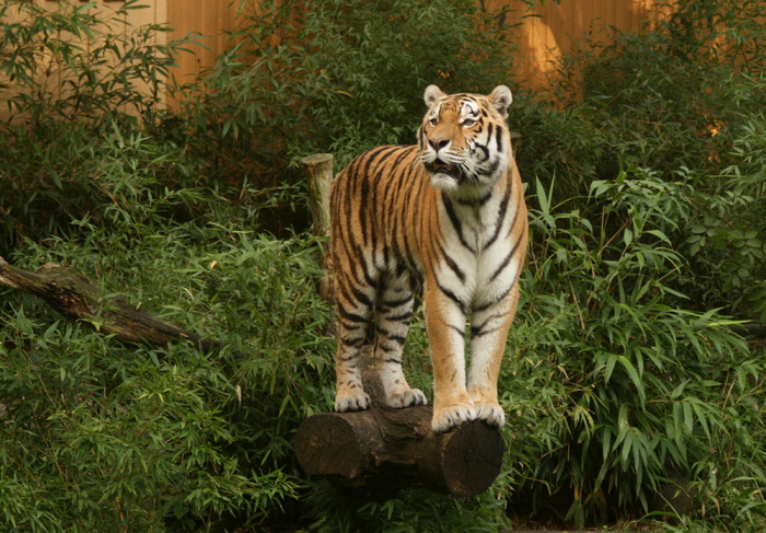 老虎动物园百兽之王虎王野生老虎动物