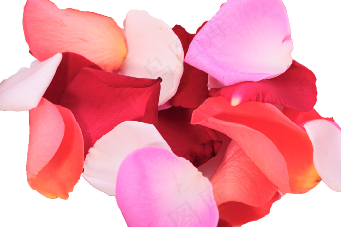 花瓣花朵免扣图片 