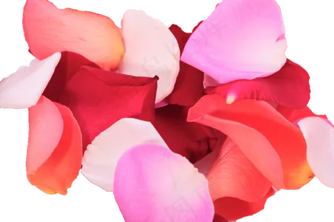 花瓣花朵免扣图片  花瓣花朵免扣图片