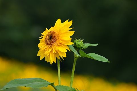生机勃勃的向日葵摄影素材大图 生机勃勃的向日葵摄影素材大图