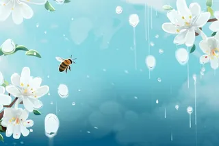 雨天，蜜蜂采花