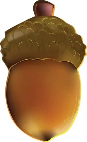 橡子PNG图像，免费，橡子免抠(305x500)