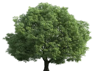 树木树枝树叶免扣素材