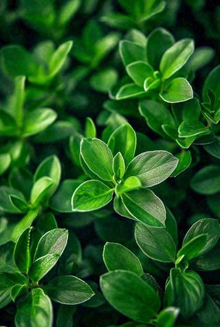 绿色新鲜茶叶绿叶摄影图